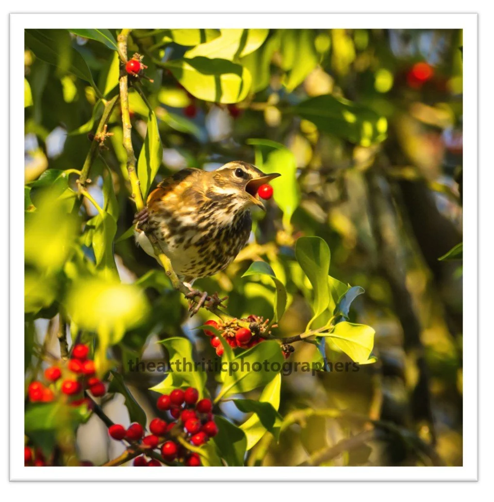 Red Wing Feeding2.jpg