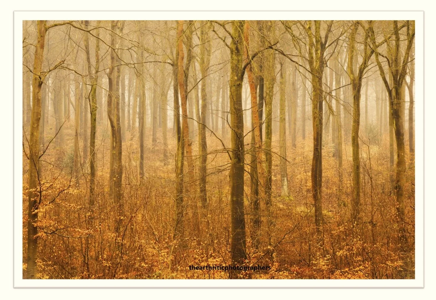 Woods For The Trees2..jpg