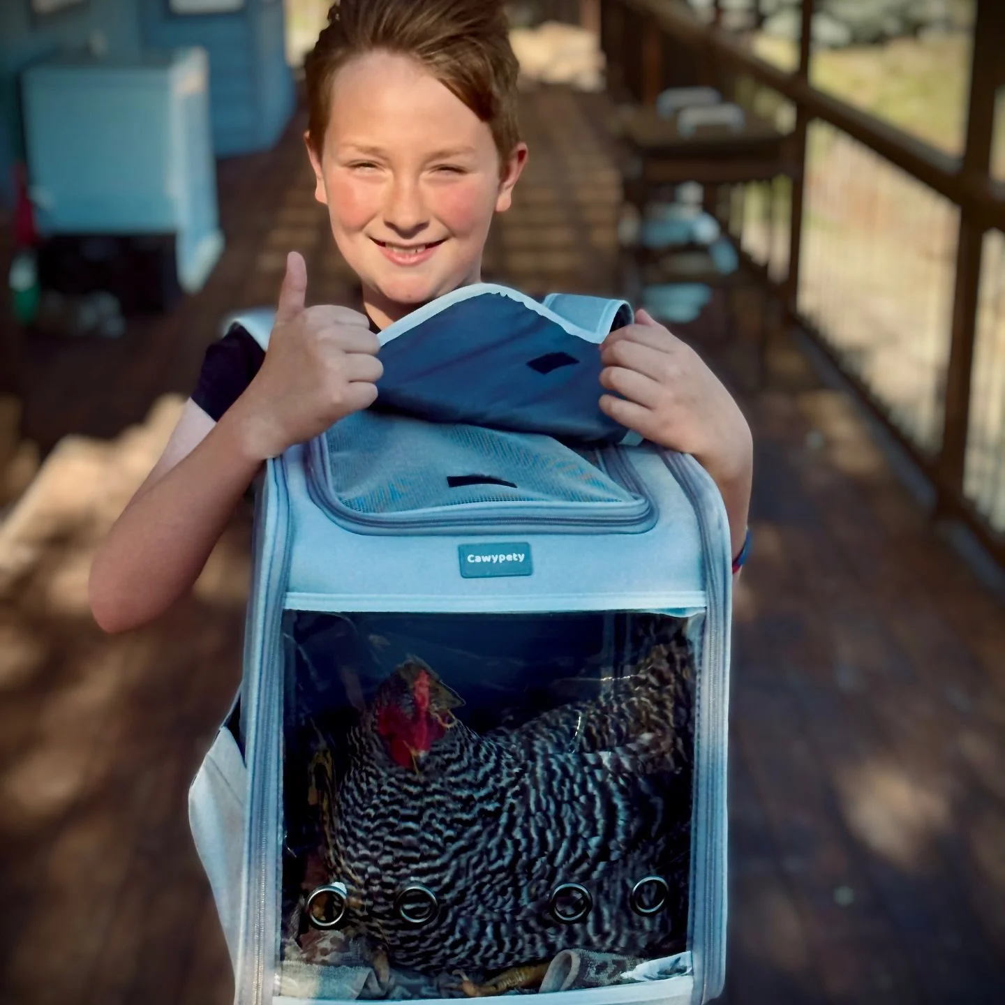Backyard shenanigans.

#chickeninabox