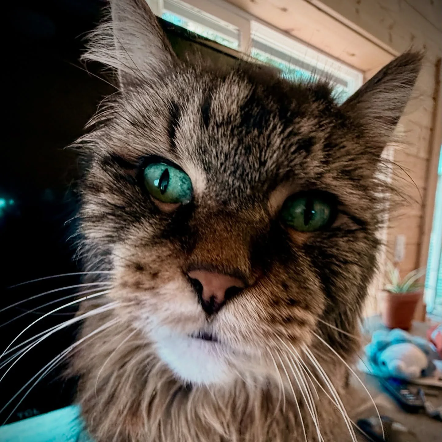 Meet one of our backyard critters, &ldquo;The Lady.&rdquo; She is quite mysterious. We think she kind of looks like &ldquo;The Nothing&rdquo; wolf from The Never Ending Story. 🤣😬

#neverendingstory #theneverendingstory #thenothing #wolf #backyardcr