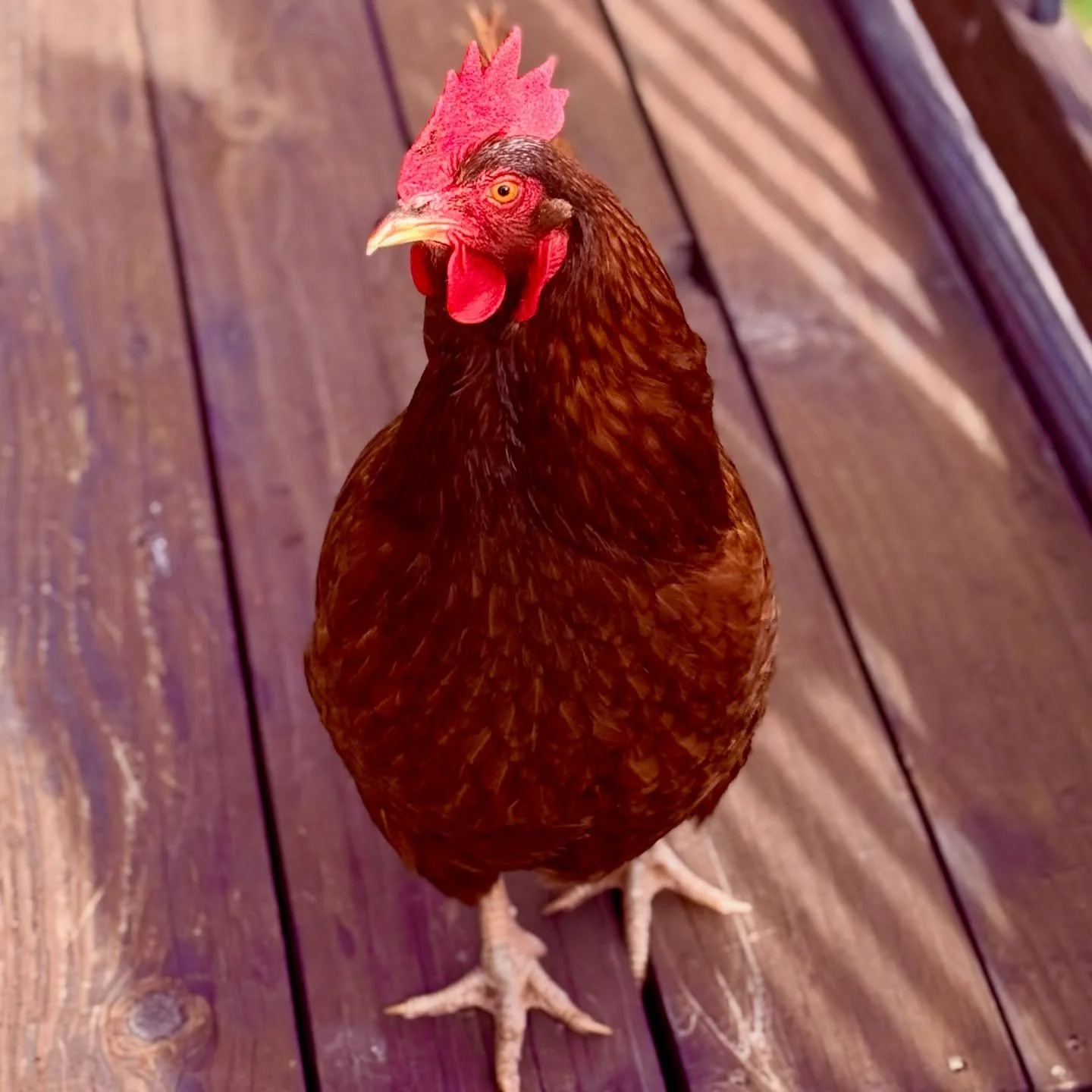 Backyard critter alert!

Meet Red. She runs the show around here. We dare not cross her. 🐔

#possumfoxbackyardgoods