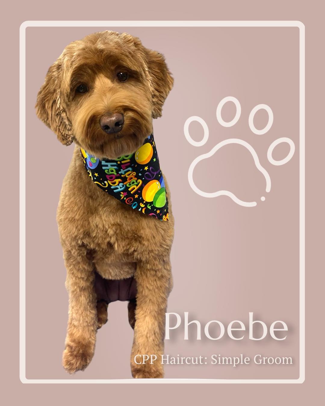 Phoebe brought birthday vibes and big charm to her visit this week! 🎉
She chose our CPP Haircut: Simple Groom &mdash; perfect for pups who love a fresh, low-fuss look that&rsquo;s easy to manage between visits.
Clean, comfy, and ready to celebrate i