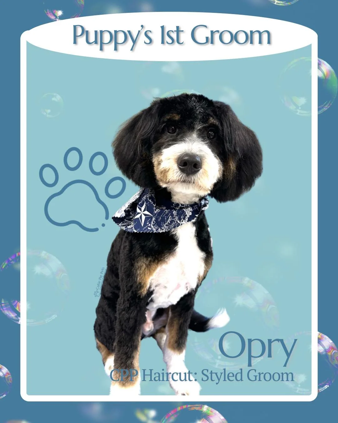 There’s nothing quite like a puppy’s first groom—and we’re honored to be the ones to introduce Opry to it all.
The first grooming experience is about so much more than just a haircut. It’s about building trust, exposing
