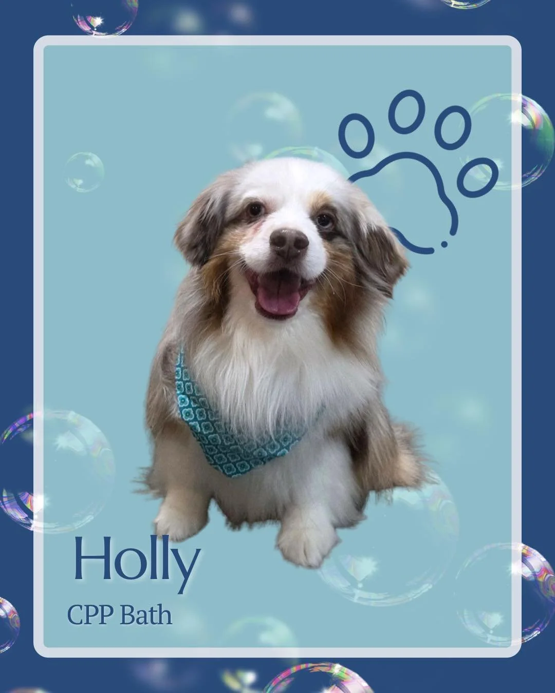Holly’s fresh, fluffy, and absolutely beaming.
Her CPP Bath keeps her coat clean and healthy, while giving her the feel-good boost of a full spa experience. Regular bathing is key for dogs with longer or double coats—especially when it co