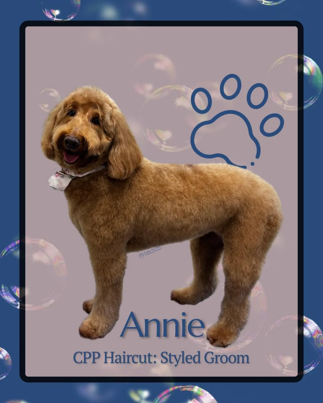 Annie’s looking polished, plush, and perfectly proud of it.
This sweet girl came in for a Styled Groom, which gives her a haircut tailored to her coat type, lifestyle, and structure—not just shorter, but shaped to highlight her natural f