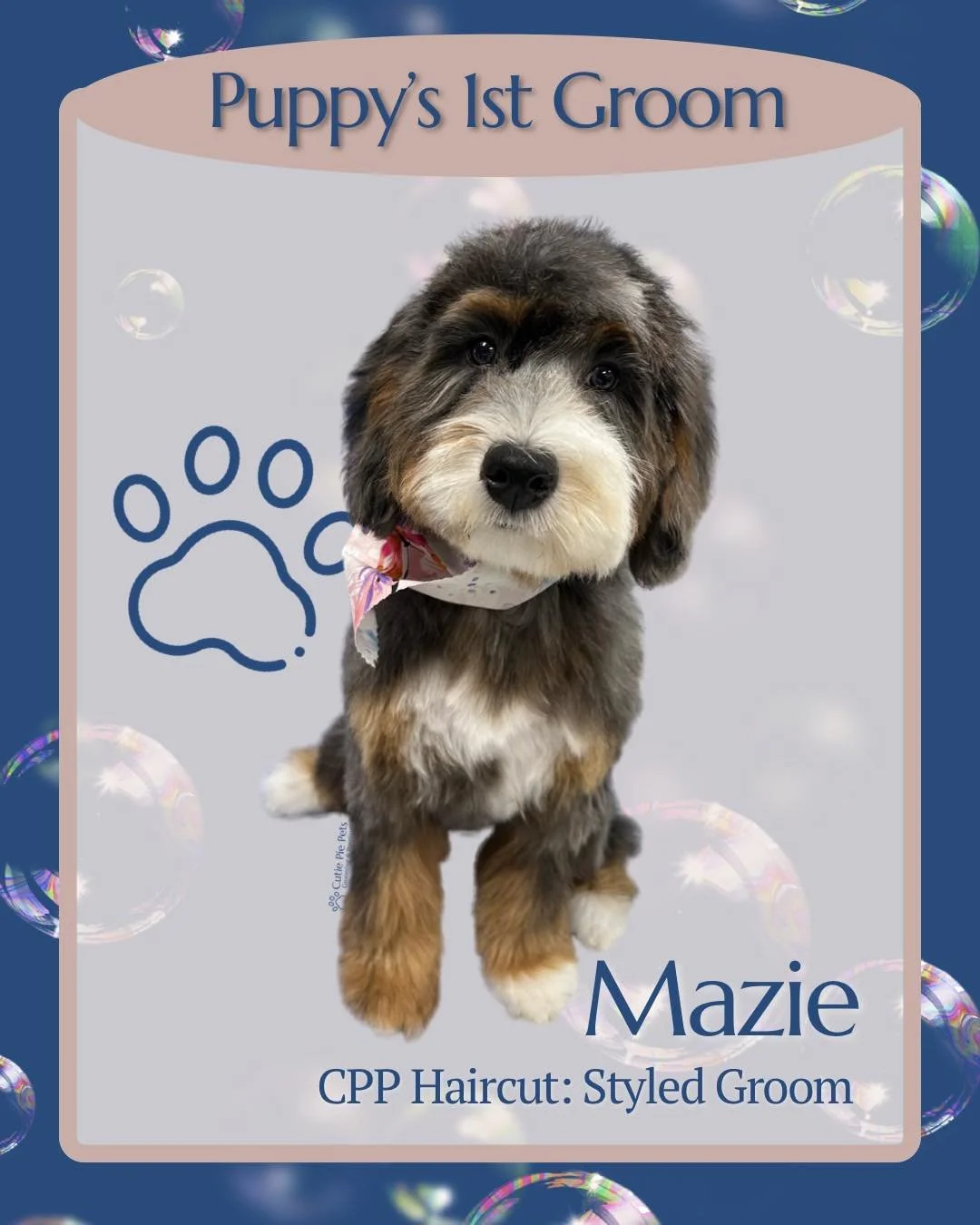 Mazie’s first groom was more than a haircut—it was a milestone.
At Cutie Pie Pets, we know that a puppy’s first grooming experience sets the tone for every visit to come. That’s why we take our time, move gently, and focus on