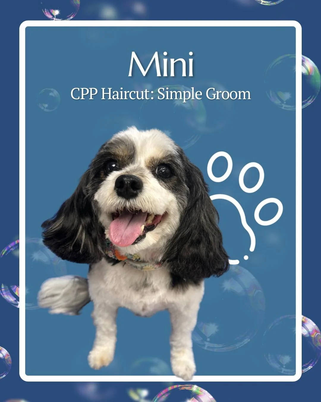 Mini’s got that “I feel good” glow!
Her fresh Simple Groom keeps her coat comfortable, clean, and easy for her family to manage at home—without sacrificing the fluff we love.
This kind of haircut is ideal for pups who don&rsq