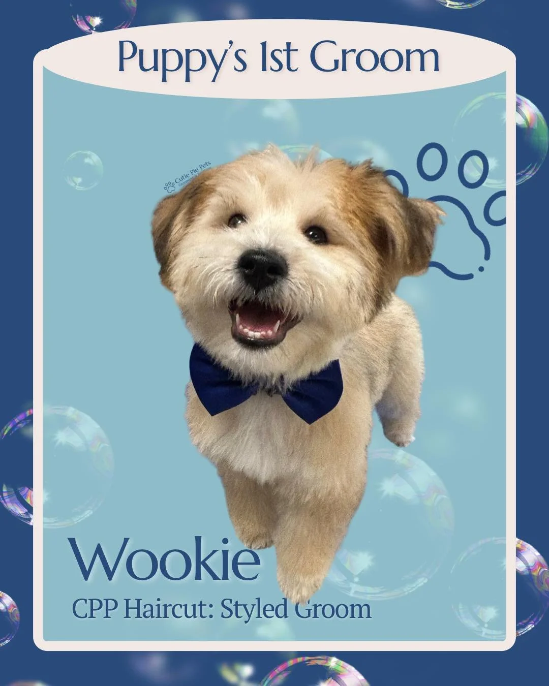 Say hello to Wookie—fresh from his very first professional grooming appointment!
Our Puppy’s First Groom service is designed to gently introduce your pup to the world of grooming. From the hum of the clippers to the sound of running wate