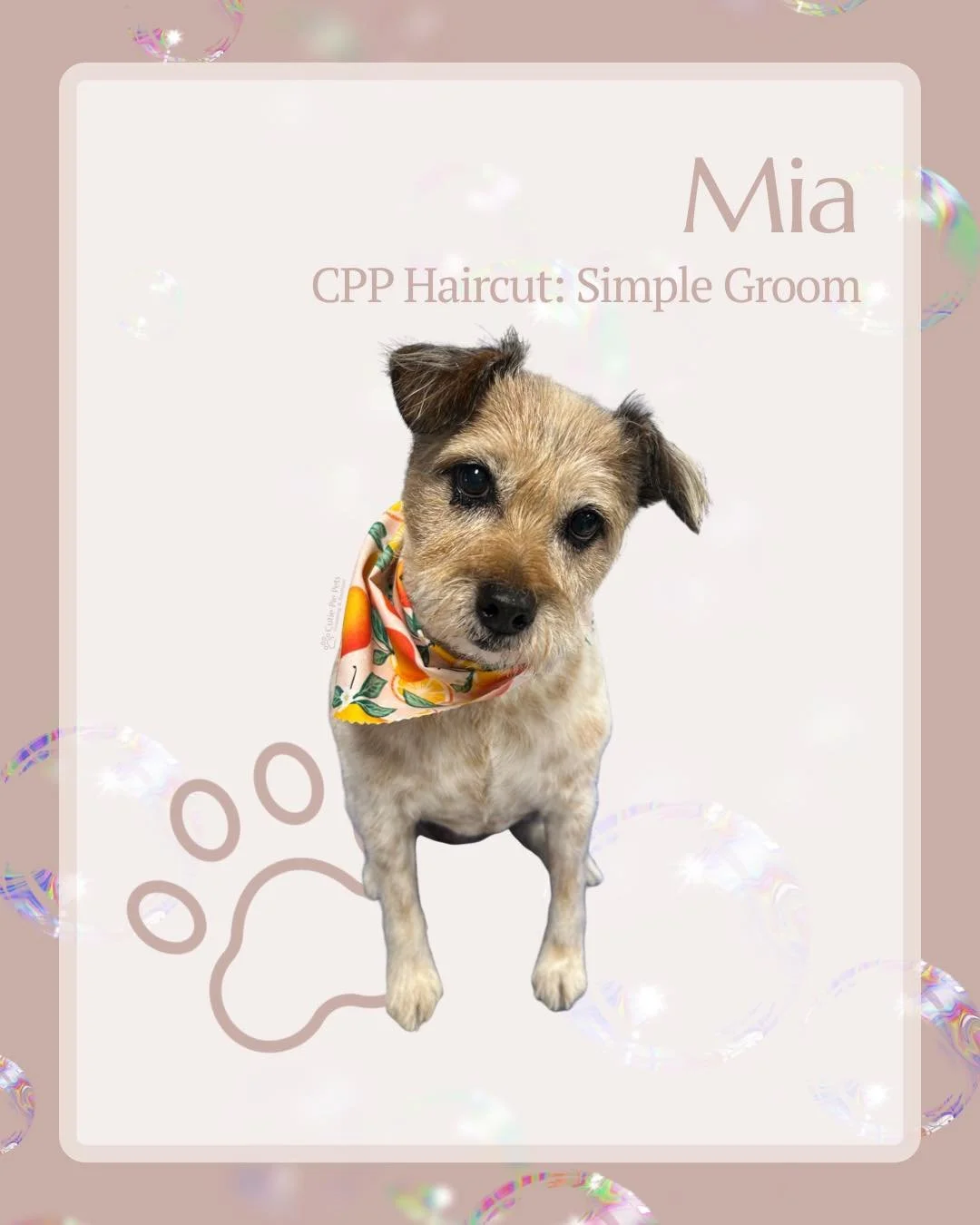 Mia’s sweet expression and fresh, functional trim are a perfect example of what a Simple Groom is all about—low-maintenance, high-comfort!
See you soon Mia! 
#dogoftheday #coppell #dogsofcoppell #cppgrooming