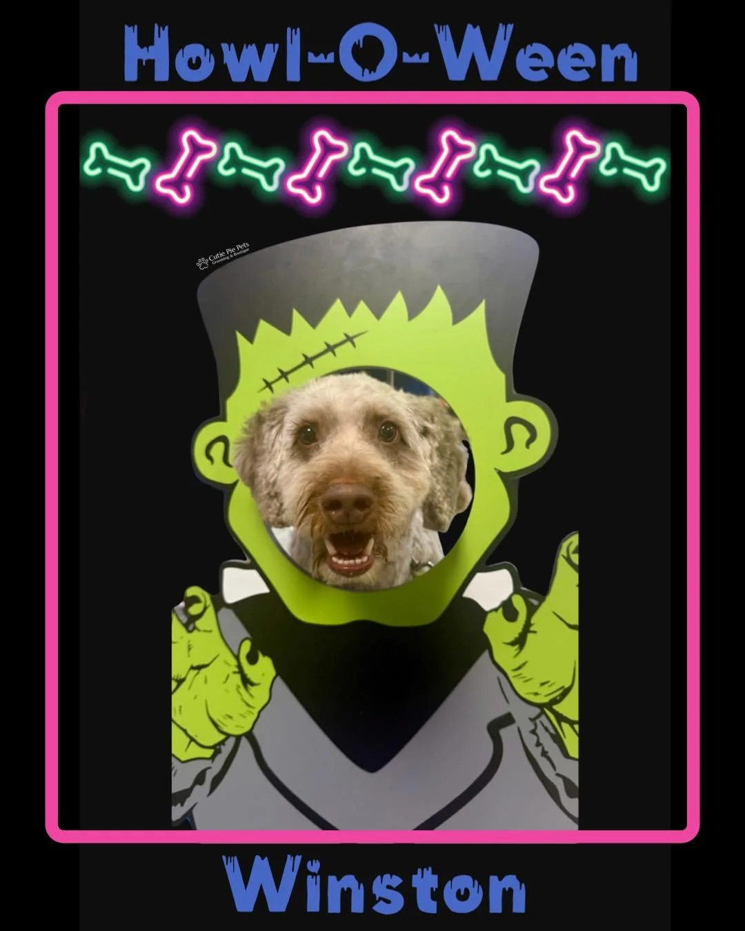 Winston is bringing big spooky energy to Howl-O-Ween as our favorite fuzzy Frankenstein! 
Whether you’re cute, creepy, or crawling out of a costume bin, we want to see your best-dressed pups on October 31st! 
Stop by in costume (before 3pm on