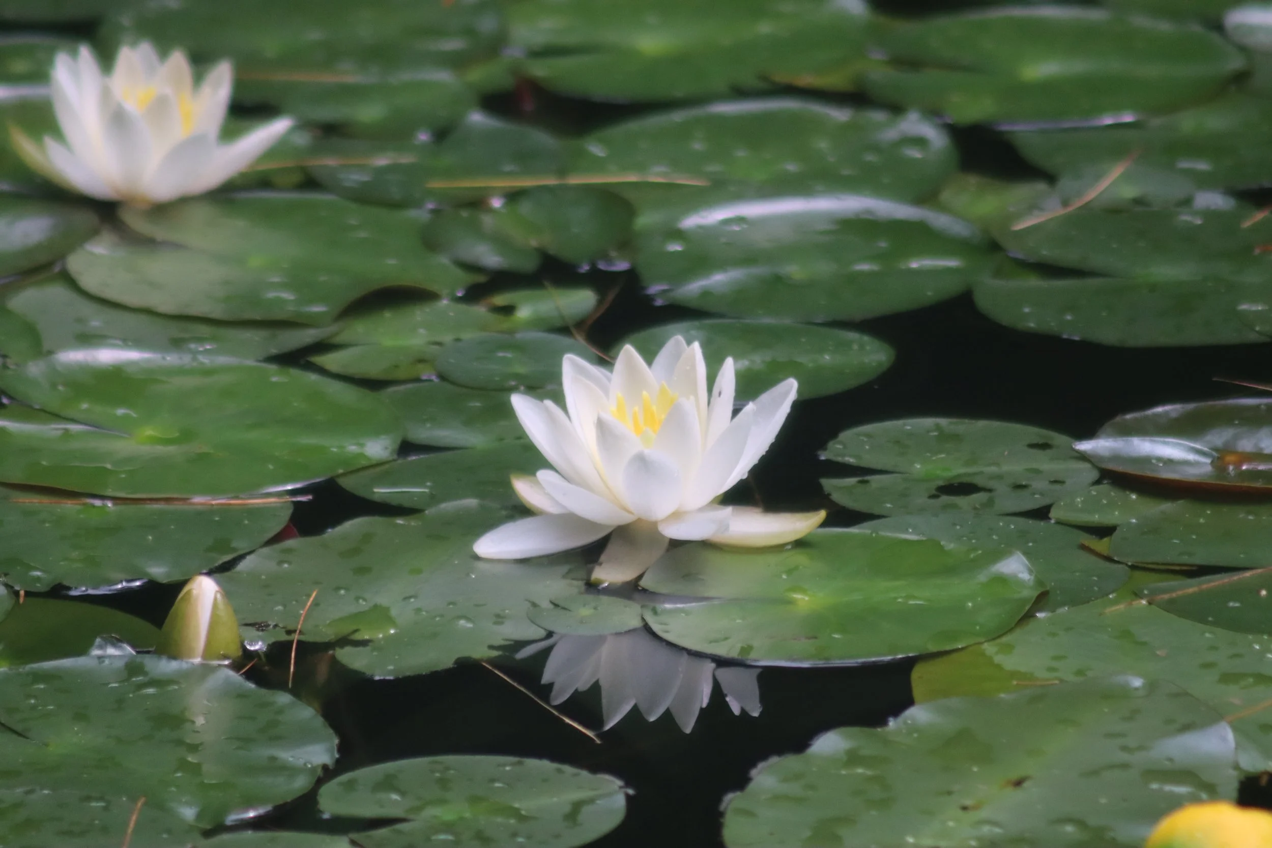 Why ‘Lotus Pollen Heart’? 