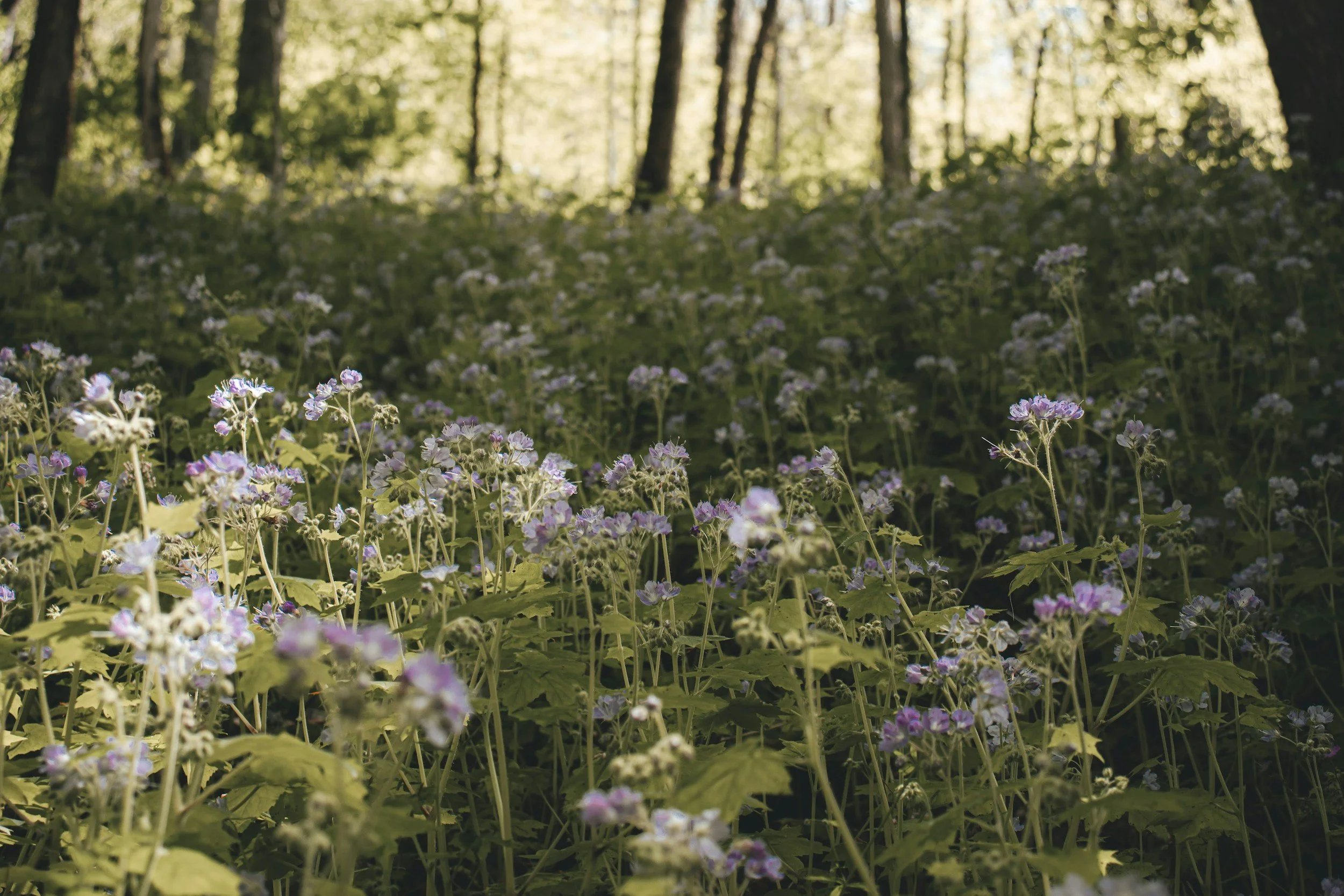 Living in Sacred Intimacy: The 5 Senses of Manifestation