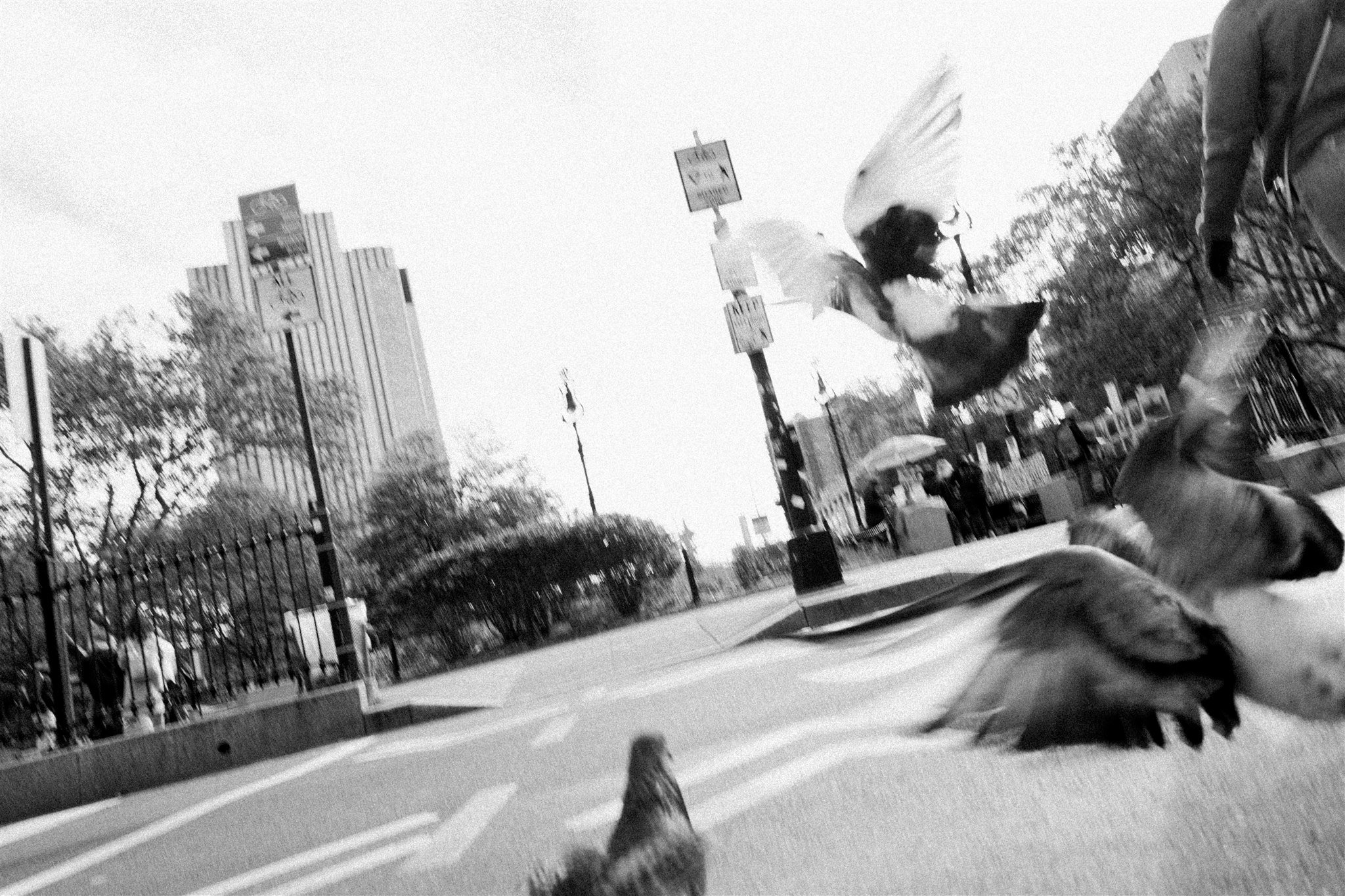 Low‑angle street scene with pigeons taking flight near the courthouse. new york city courthouse wedding photographer.