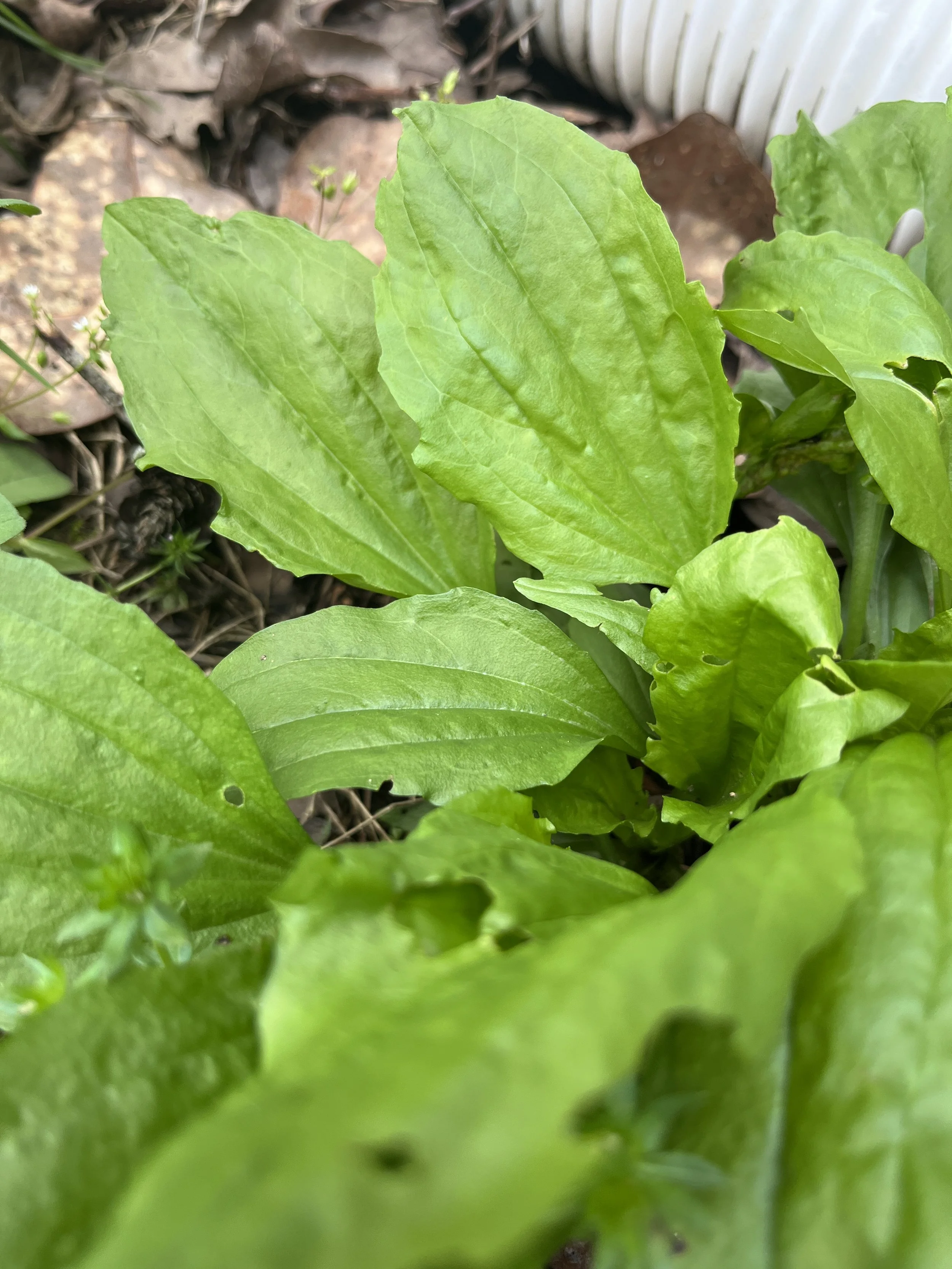 Close-up of plantain leaf plant growing in soil.