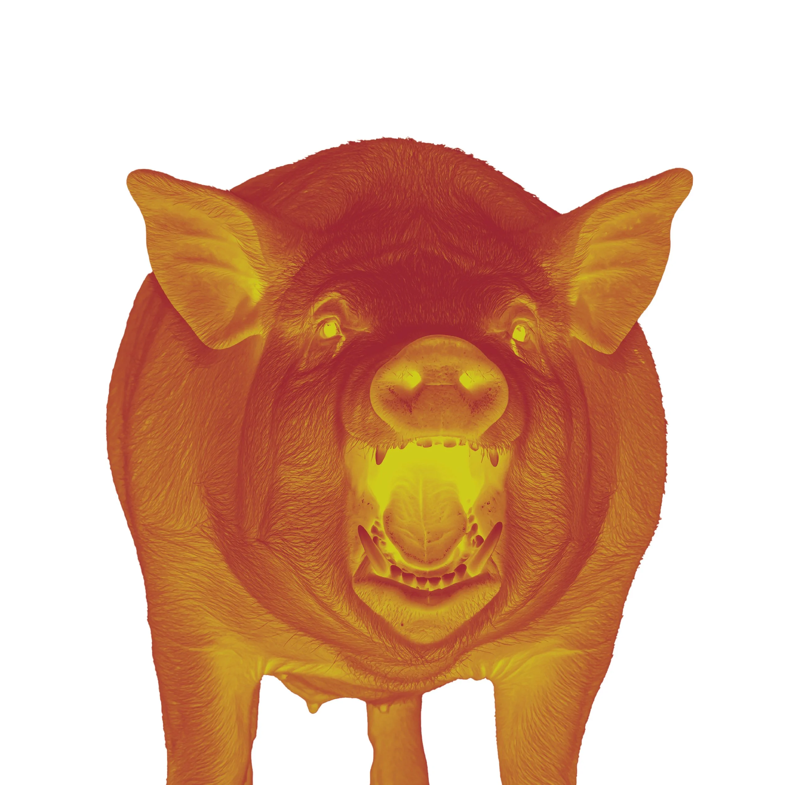 Angry Pig Key Art for Animal Farm