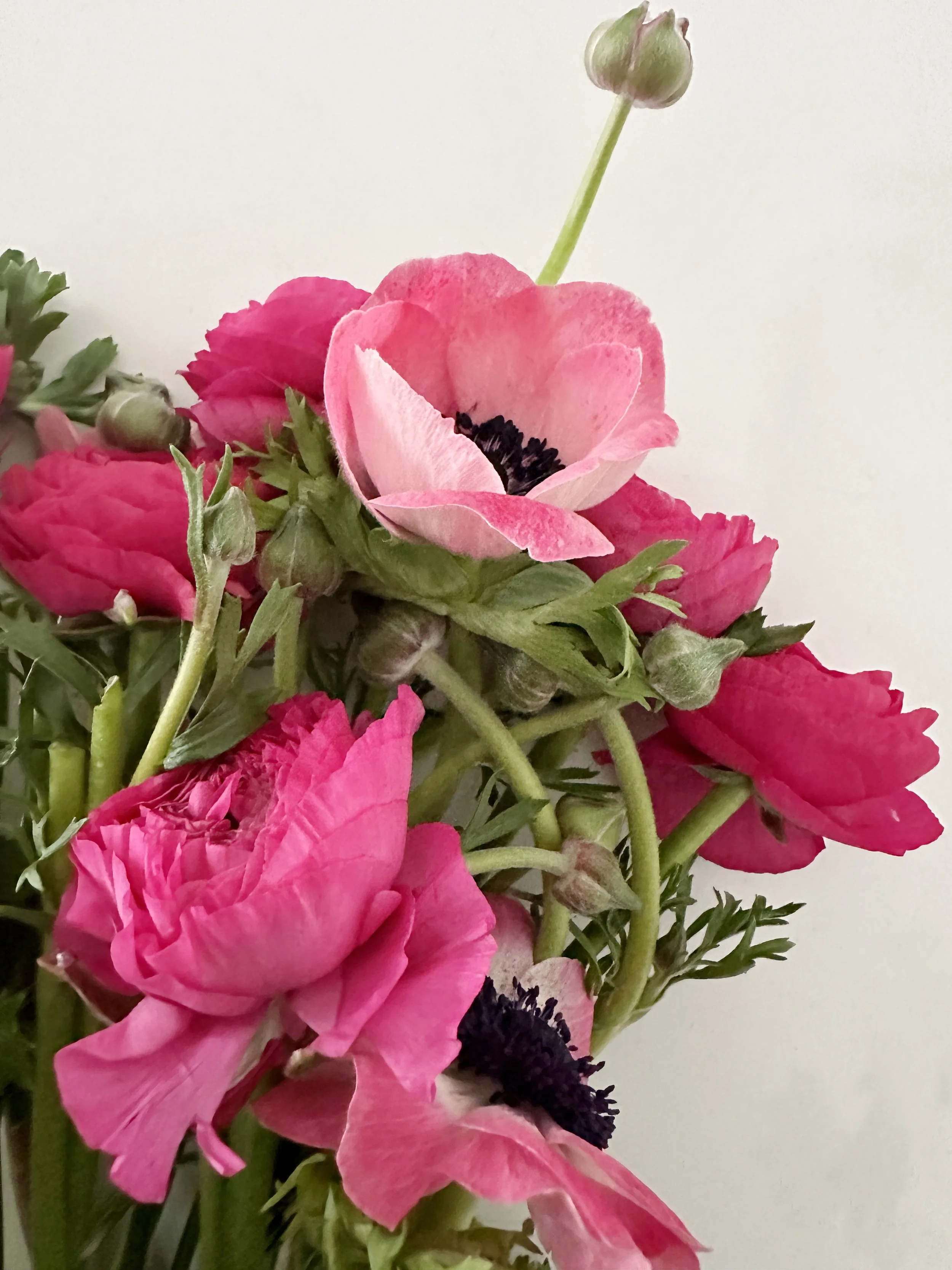 Anemone Ranunculus Ranunculus & Anemone Mix — Bloom Bloom EDIT