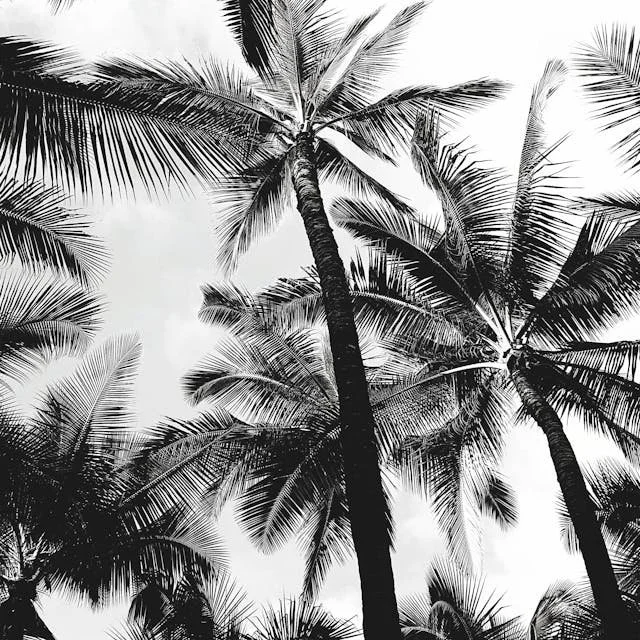 Black and white photo of palm trees against cloudy sky.
