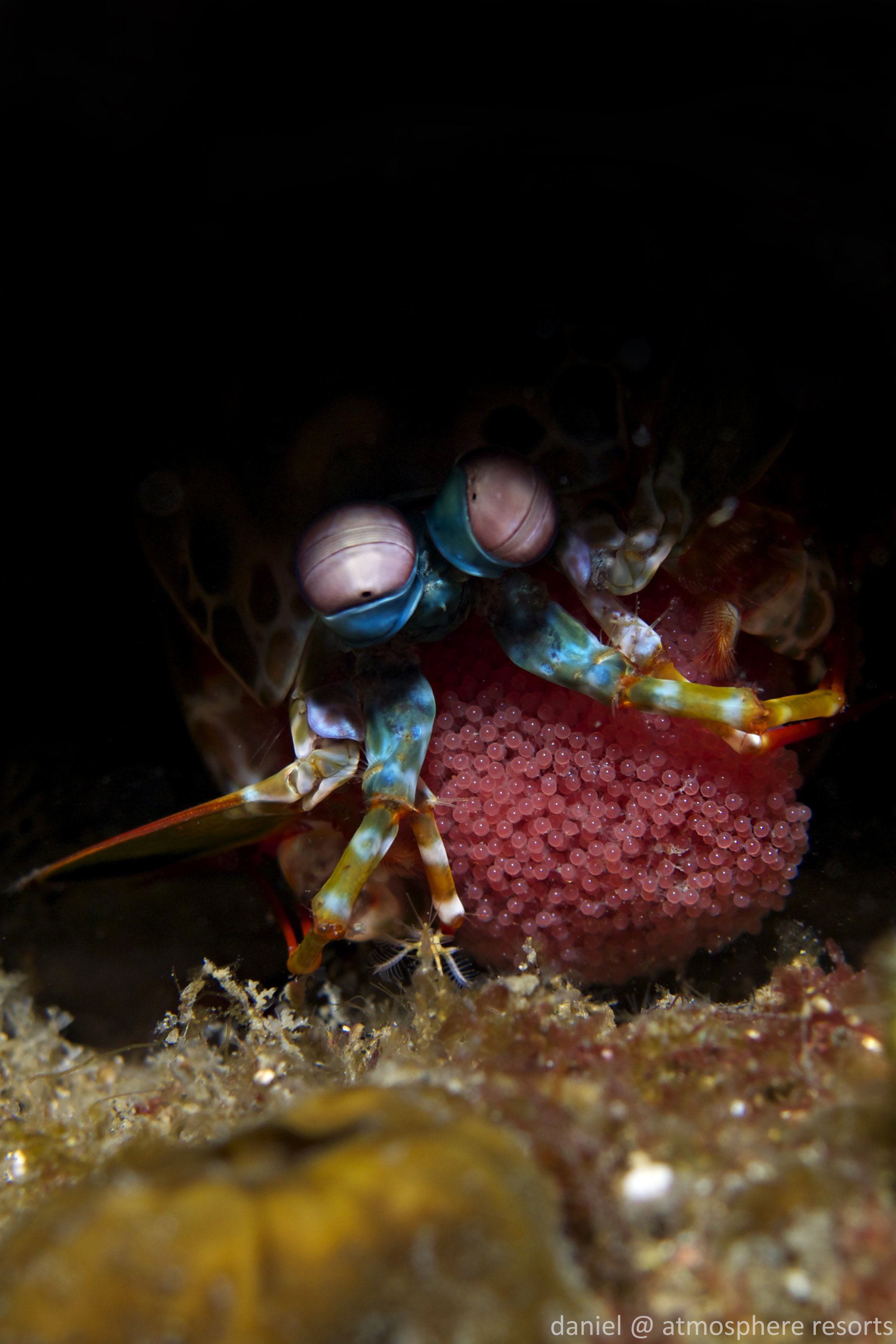 peacock mantis with eggs.jpg