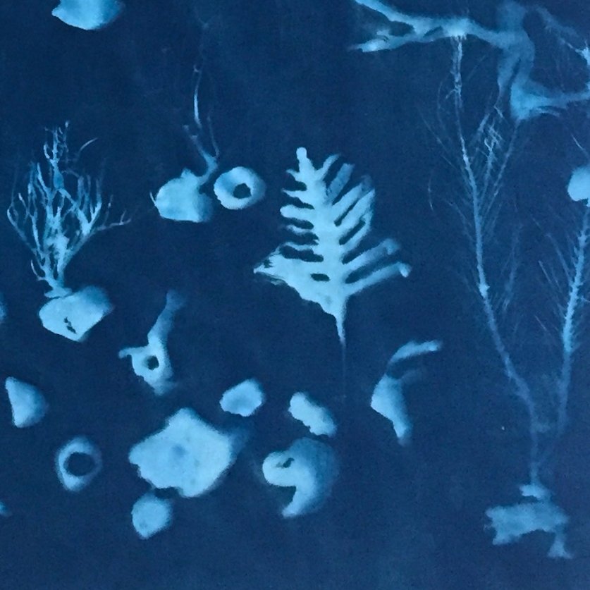 Svoboda_Coral_Storm_DET_2.jpg