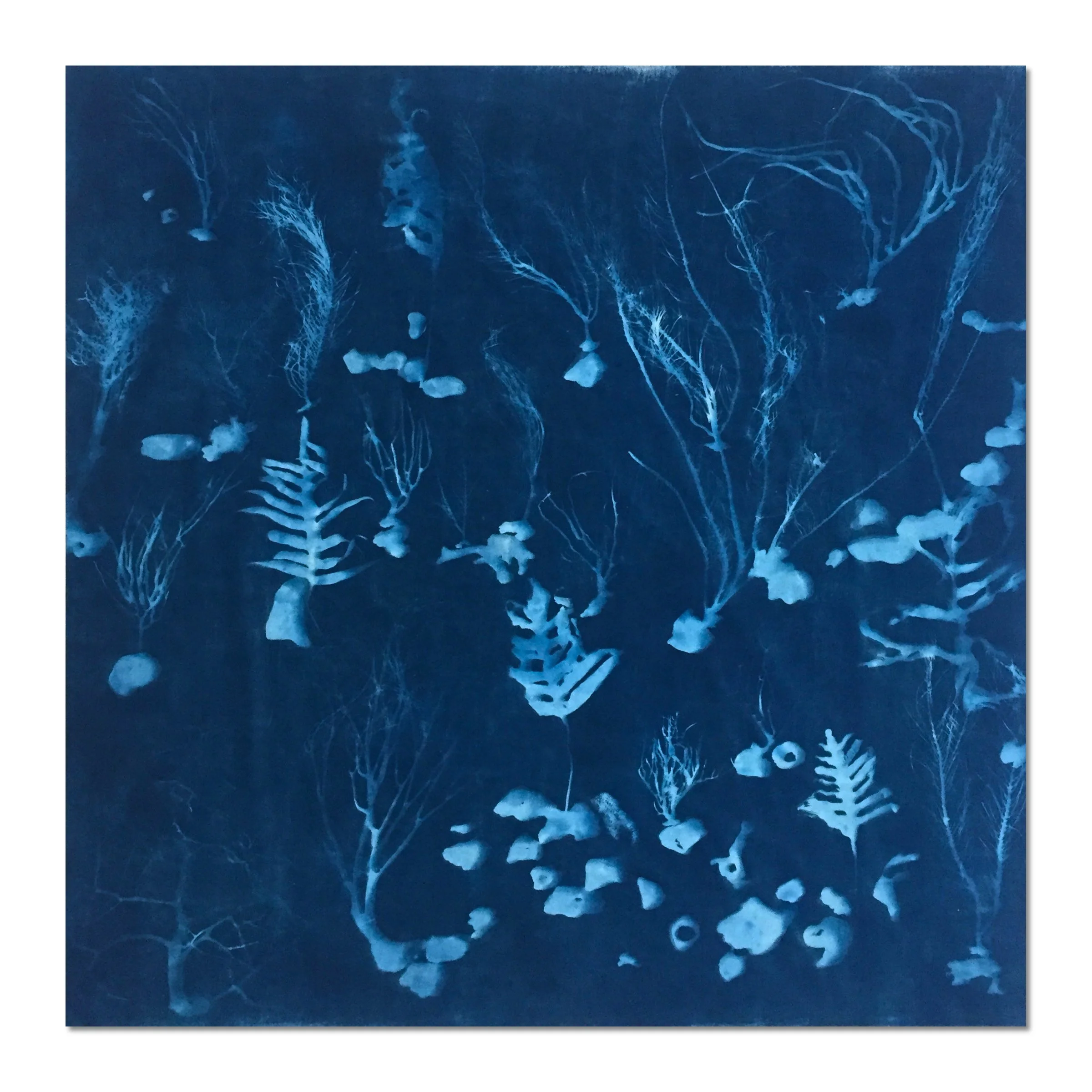 Coral Storm