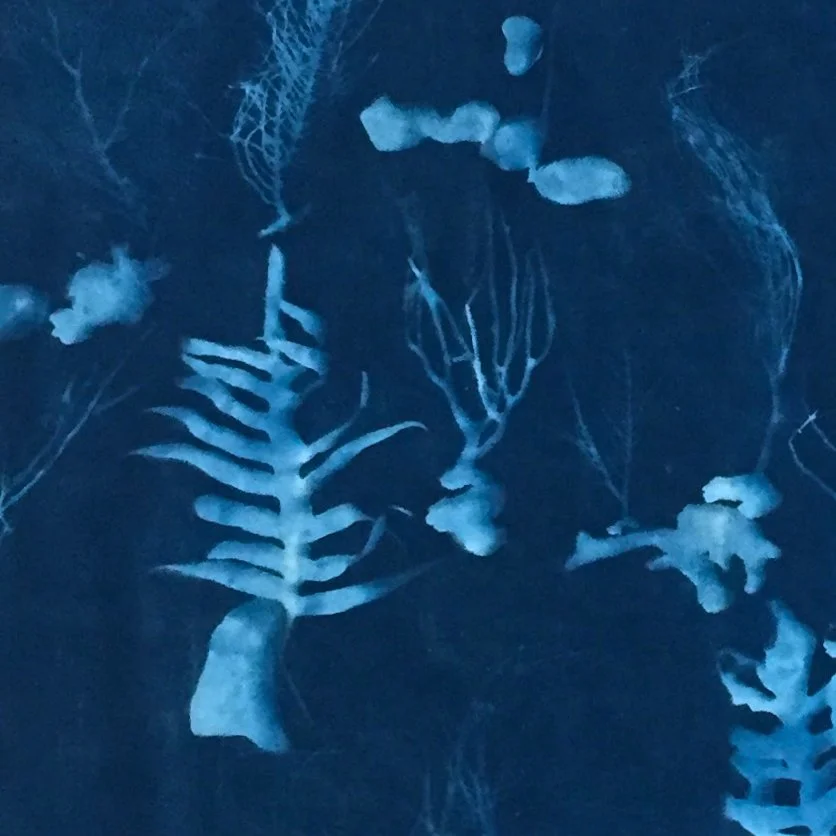 Svoboda_Coral_Storm_DET_1.jpg