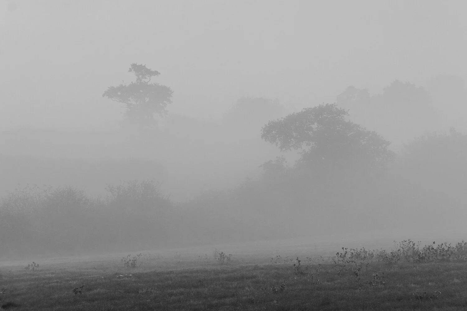 Low-fog-around-trees-black-and-white-landscapes-in-Bedfordshire.jpg