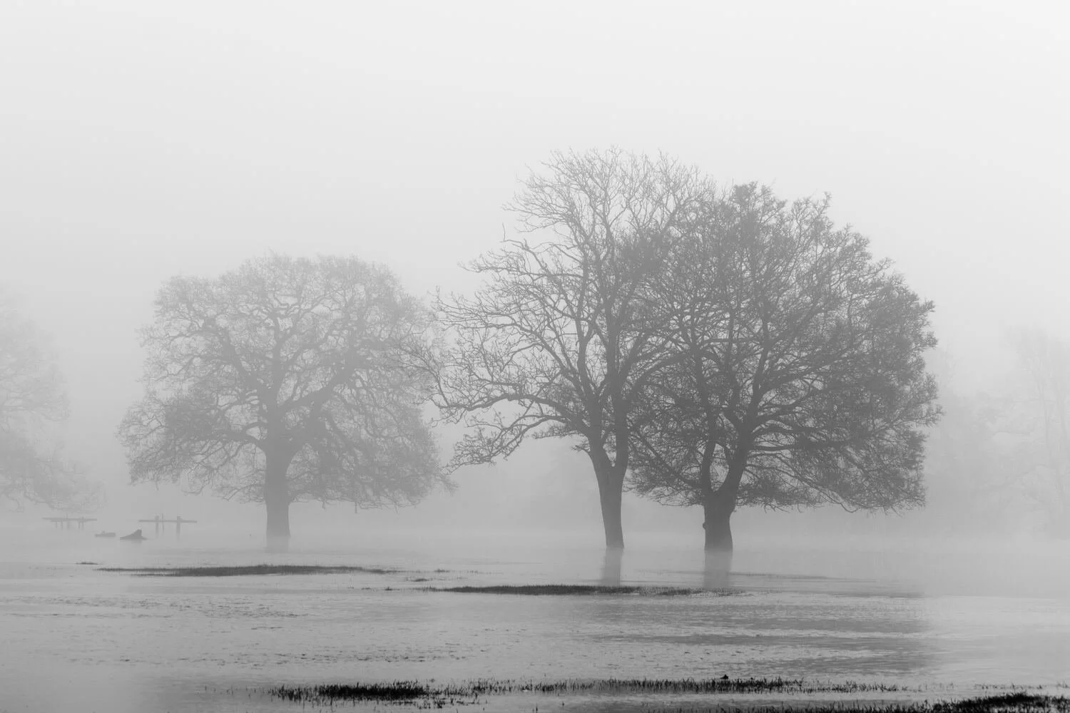 Trees-in-flood-water-Harrold-countryside-park-Bedfordshire-black-and-white.jpg
