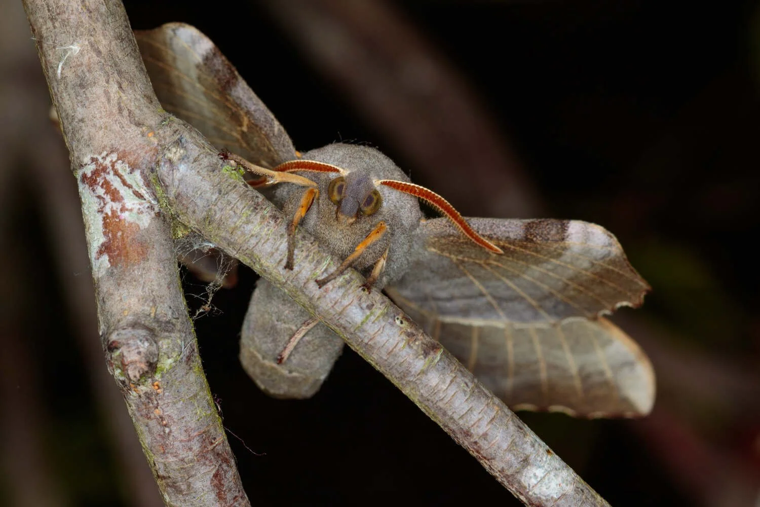 Poplar hawk moth-British moths a macro photography