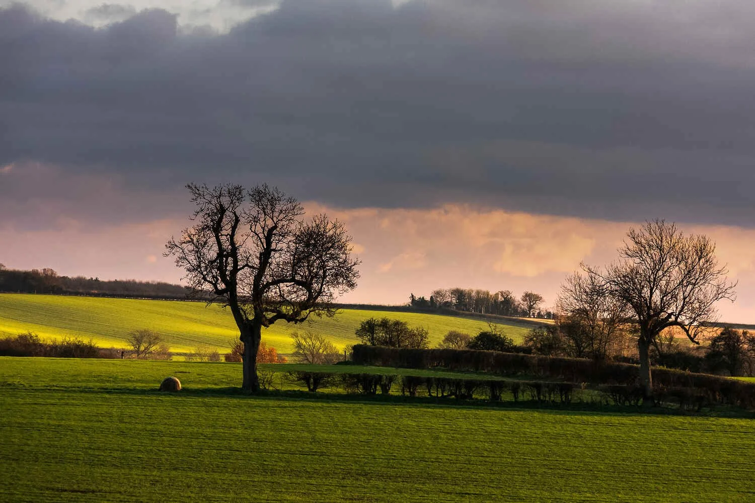 Riseley-landscape-in-winter-with-setting-sun-and hedgerows.jpg
