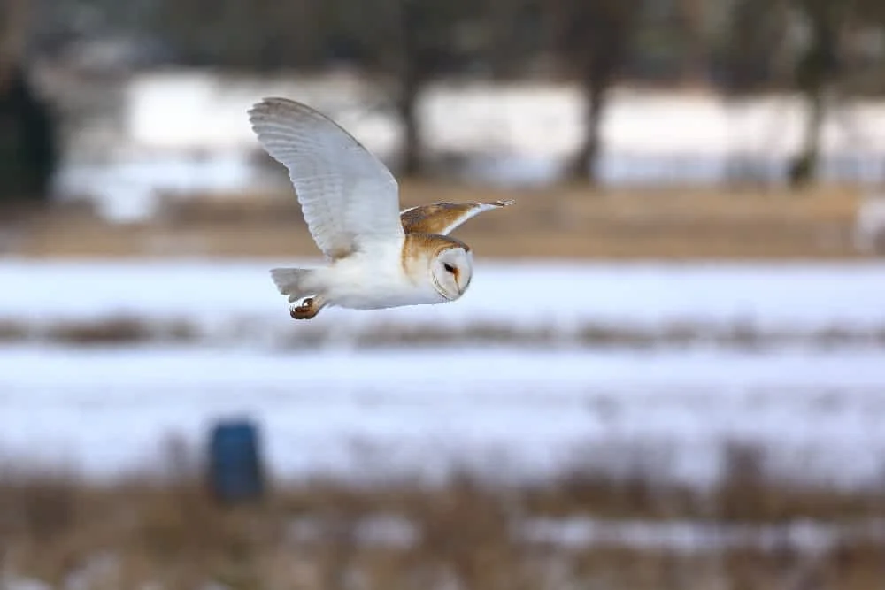 Barn Owl (Tyto alba)