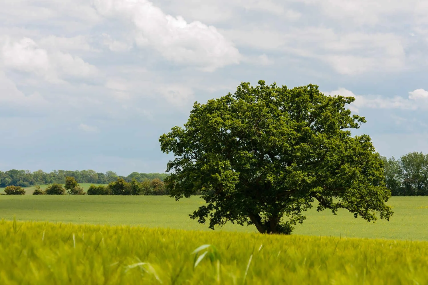 Summer-Oak-Tree-Bedfordshire-Landscape-Barley-crops-Images-Photos-UK-Photography.jpg