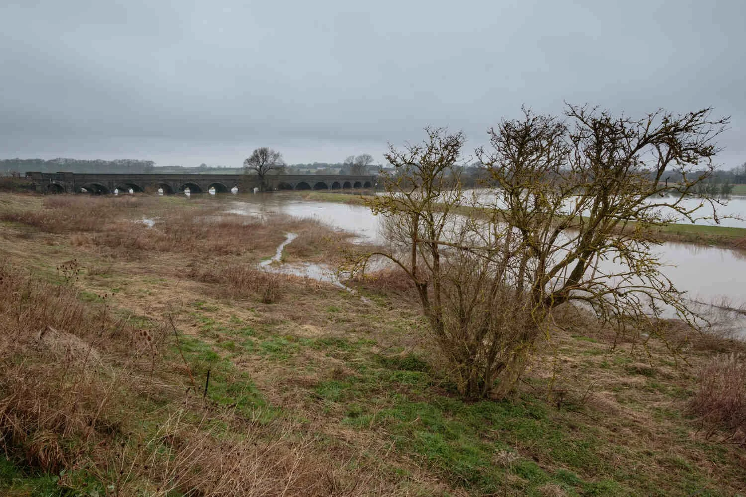 A lone tree stands against a flooded Bedfordshire landscape with the viaduct at Radwell.