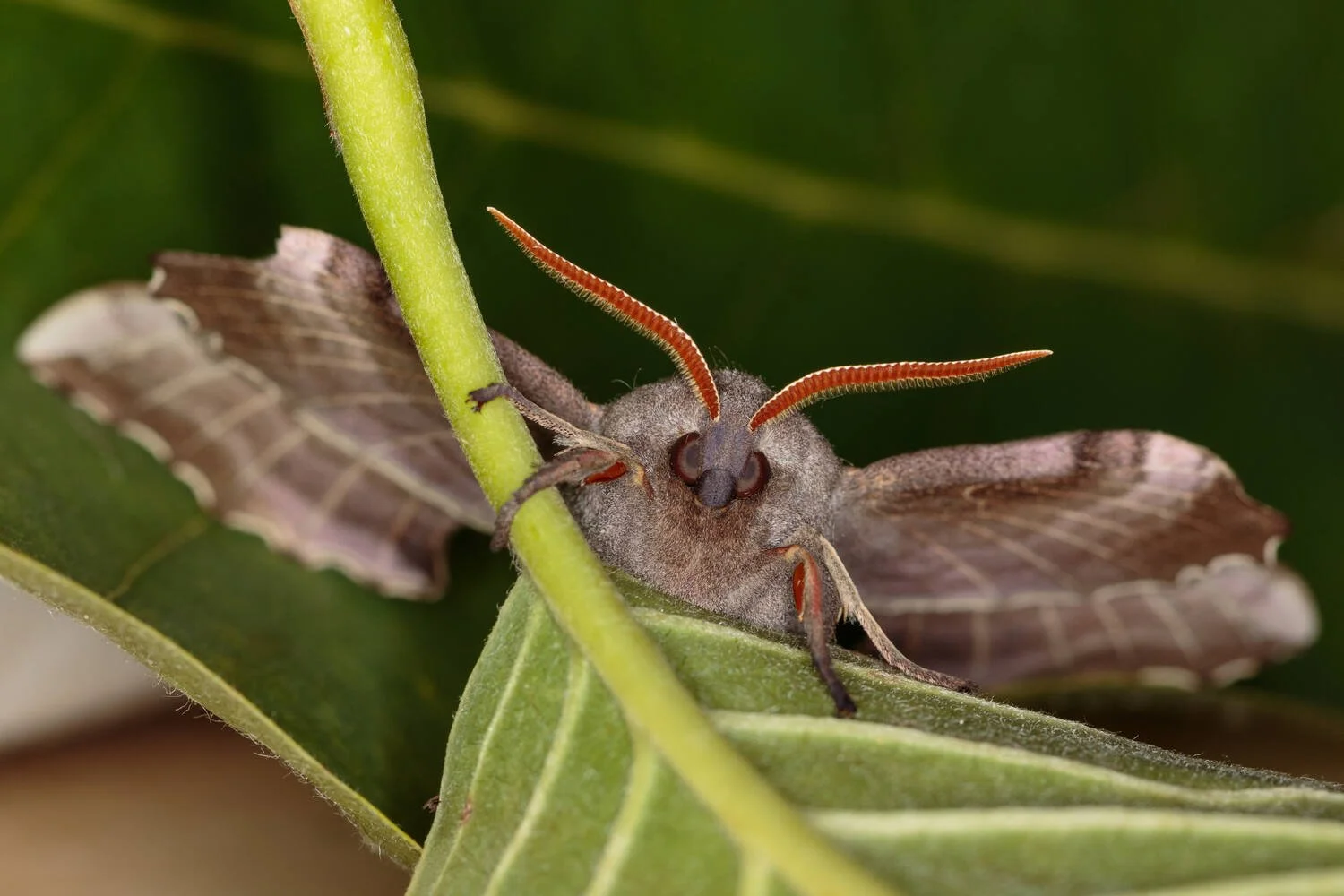 Poplar Hawk-moth (Laothoe populi) front view.