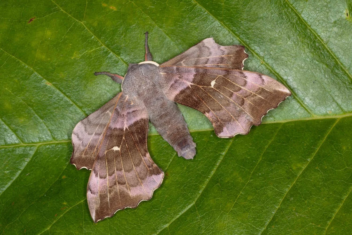 Poplar Hawk-moth (Laothoe populi) large British night flying moth