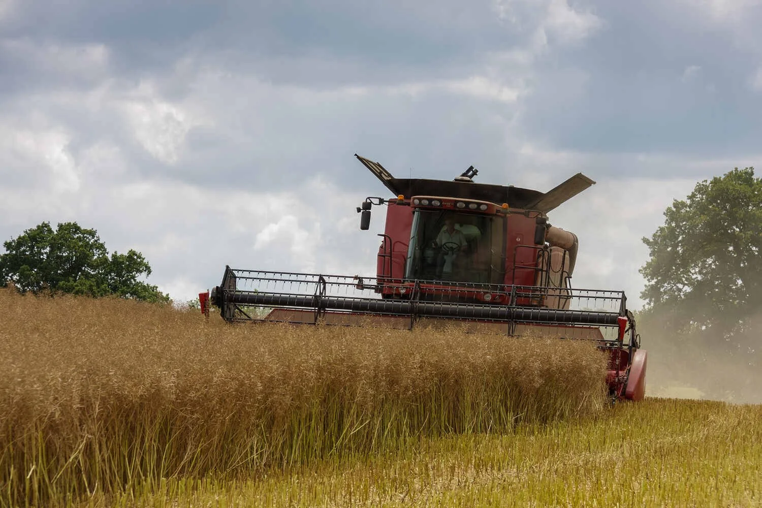Case Combine Harvester 7120 axial harvesting rapeseed oil in Bedfordshire.