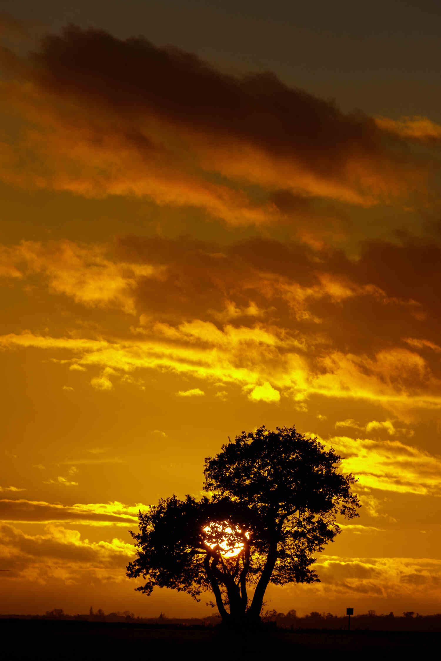 Sunset-portrait-with-oak-tree-framed-and-canvas-prints.jpg