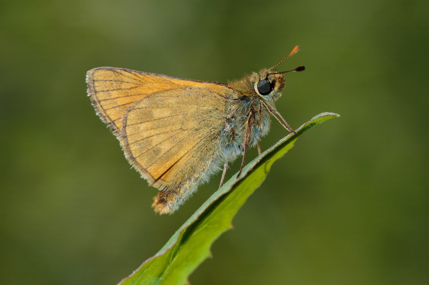 Large-Skipper-(Ochlodes-venatus)-Butterfly-British-macro-photography.jpg