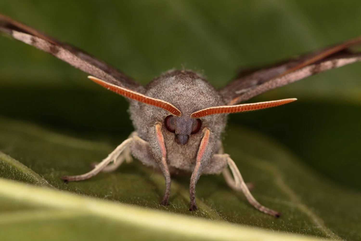 Poplar Hawk-moth (Laothoe populi) front head photo.