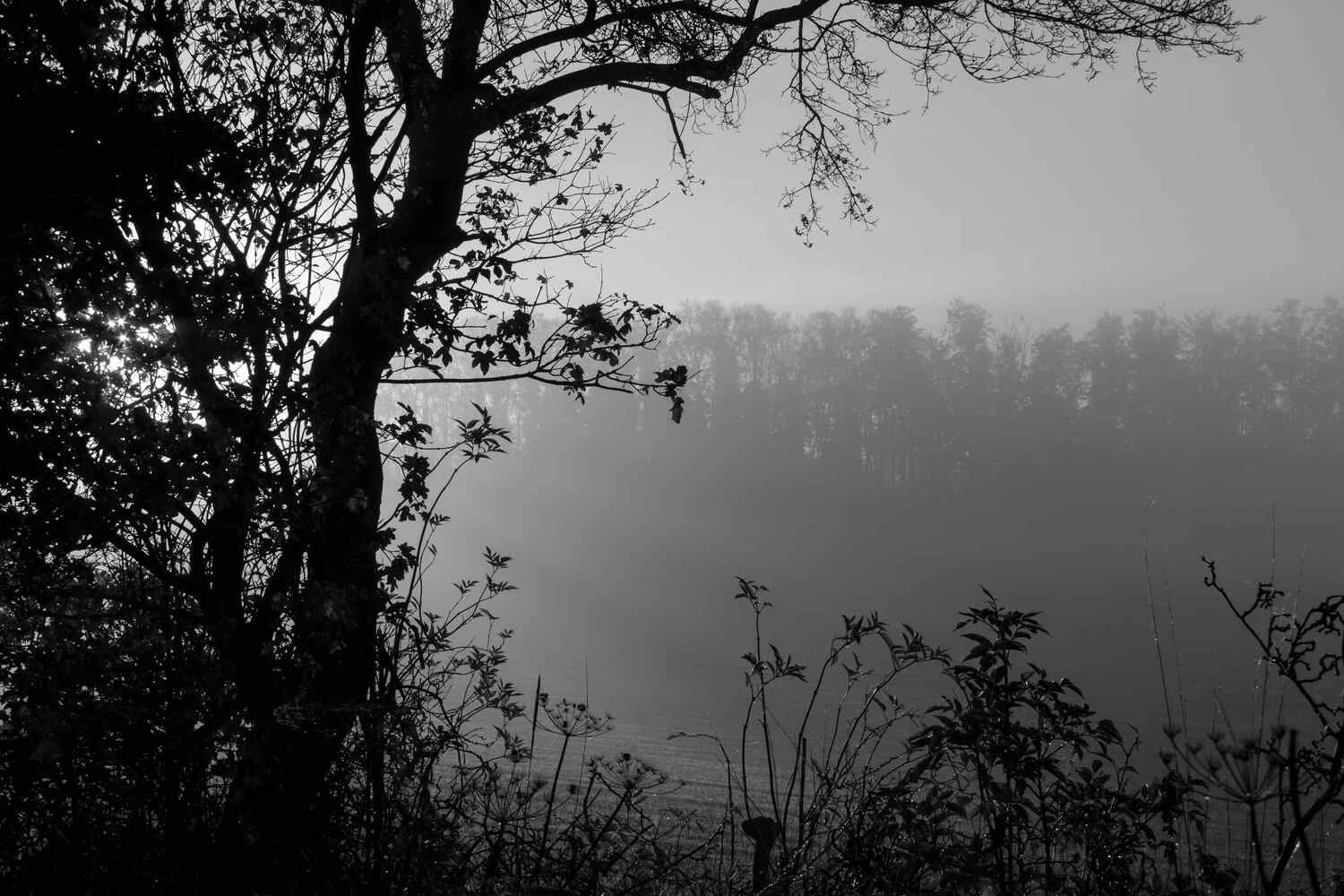 Trees-in-fog-monochrome-photography.jpg