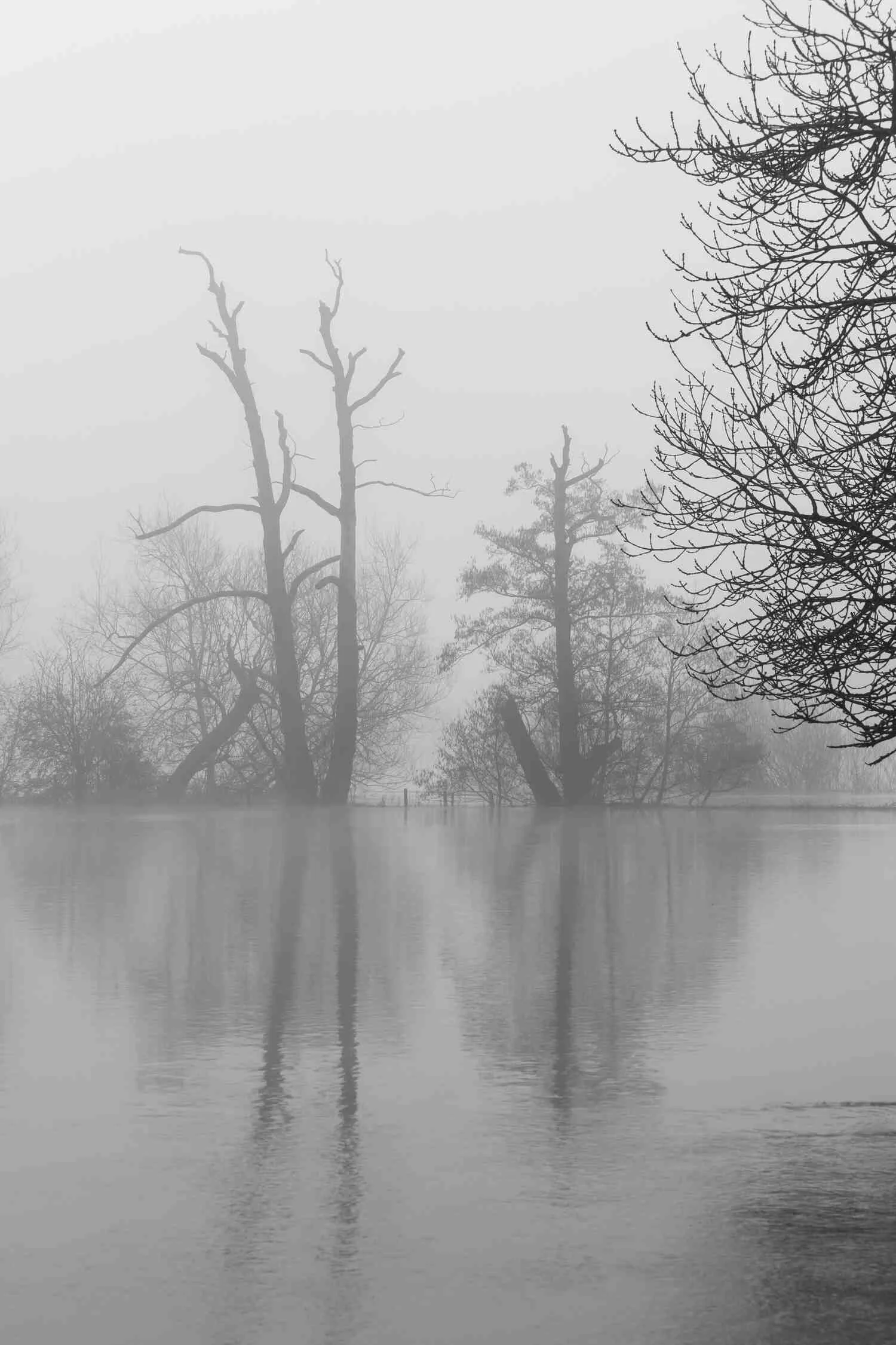 Old-dead-trees-in-black-and-white-moody-Gothic-fog.jpg