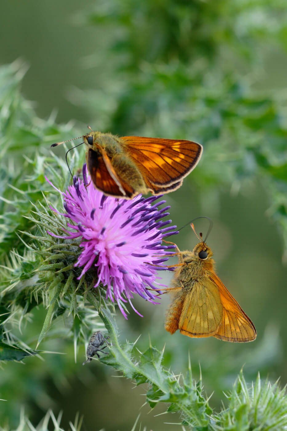 Large-Skipper-(Ochlodes-venatus)-Butterflies-breeding.jpg