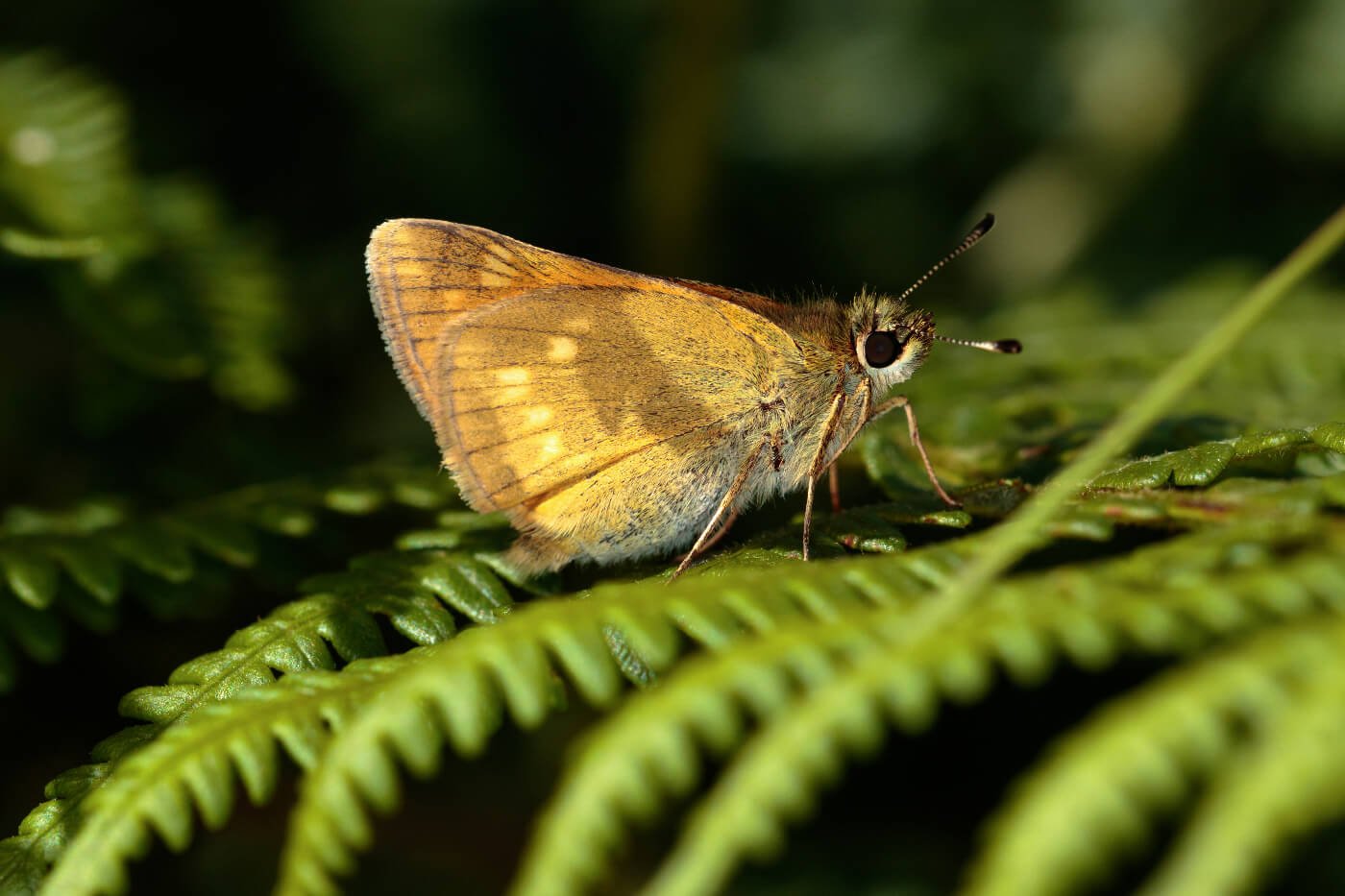 Large-skipper-(Ochlodes-venatus)-butterfly-resting-on-a-green-fern.jpg