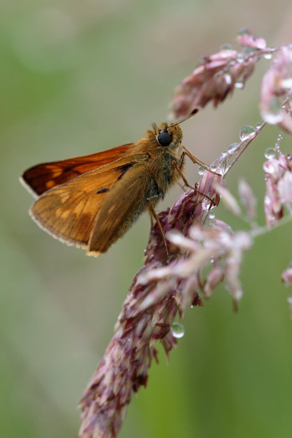 Large-Skipper-(Ochlodes-venatus)-Butterfly-in-wet-and-rainy-conditions-UK-nature.jpg