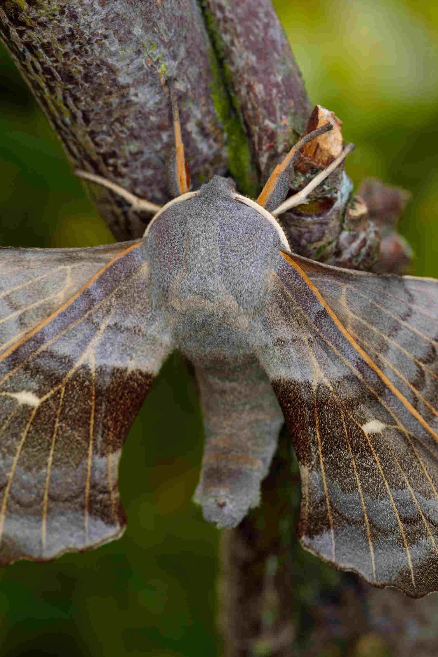 Poplar Hawk-moth-large UK moths