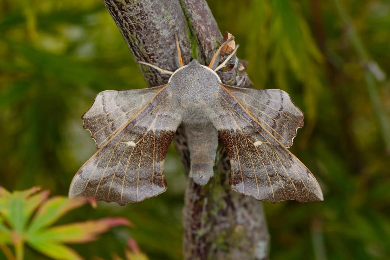 British moths-Poplar Hawk-moth (Laothoe populi)