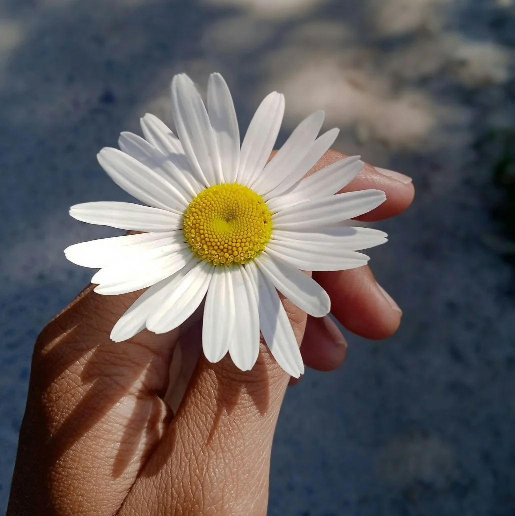 fertility-journey-softness-nature-daisy-hand.jpg