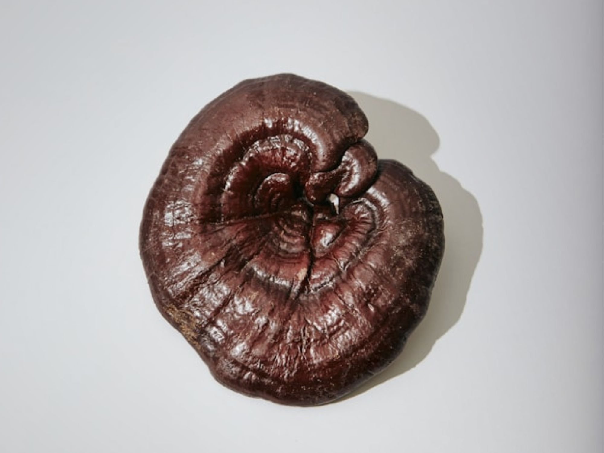 Can reishi mushroom help you feel calmer during the two-week wait?