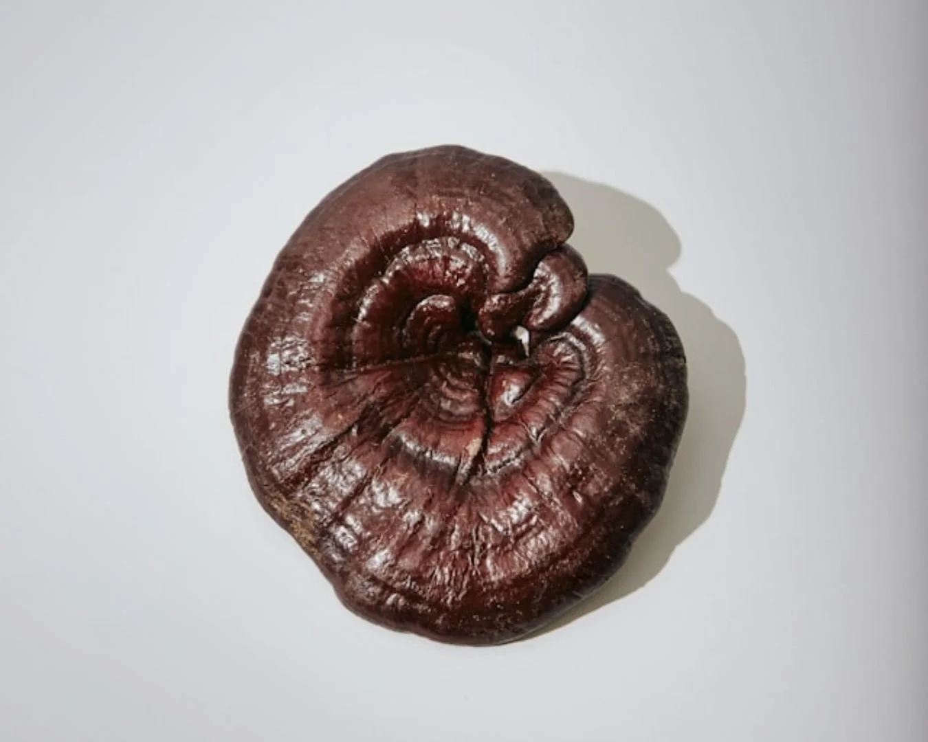 Shot from above from a reishi mushroom