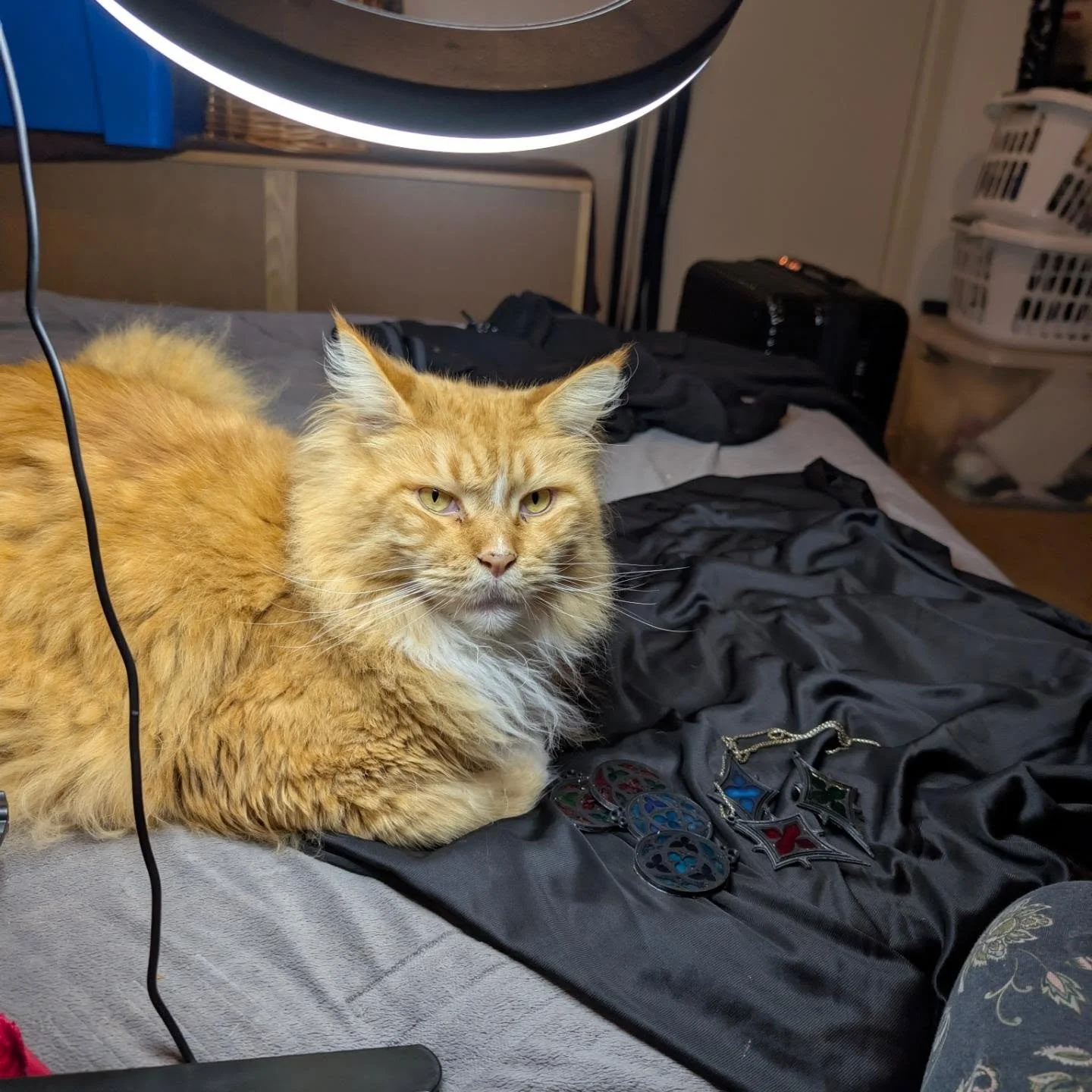 When you want to do a photoshoot of your products but someone else wants to steal the light (literally. He tried to drag it away)