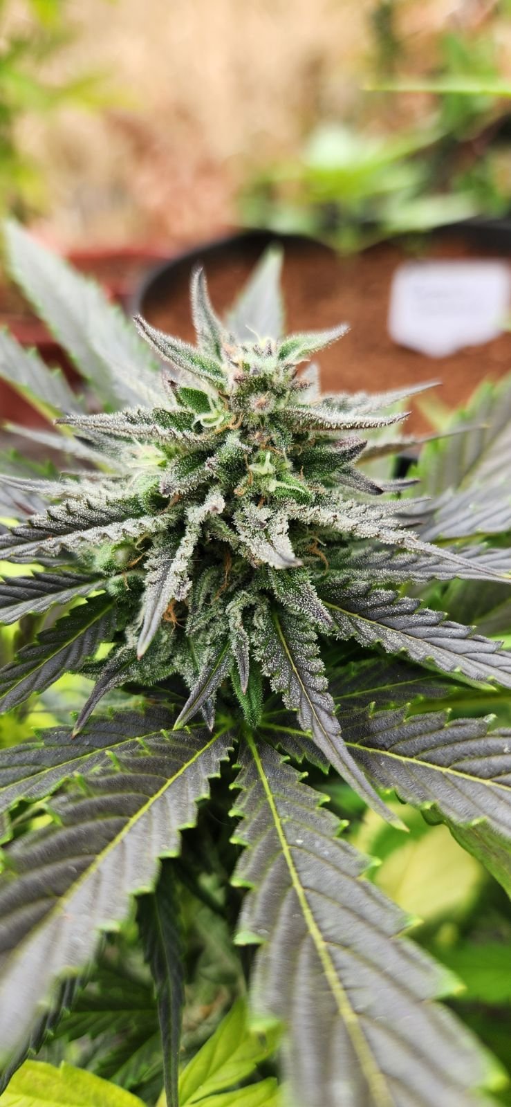Jelly mac purp pheno.jpg